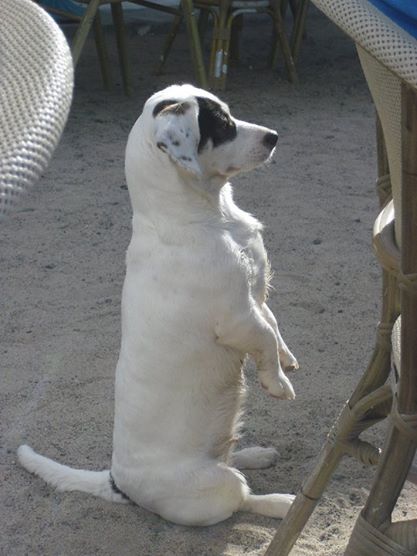 Curro preparándose para irse al Caribe!!