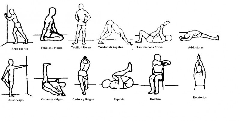 Tabla de estiramientos básica.